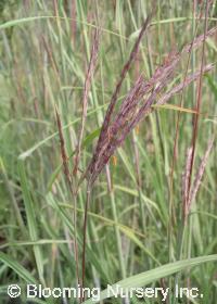 Andropogon gerardi 'Roundtree'